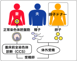 卵子提供＋着床前診断(CCS)同時実施プログラム